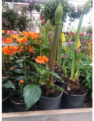 PLANTAS DE JARDÍN, BALCON, TERRAZA  