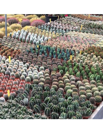 cactus variados 