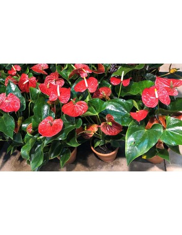 anthurium
