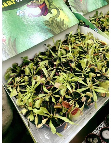 PLANTAS CARNÍVORAS 
