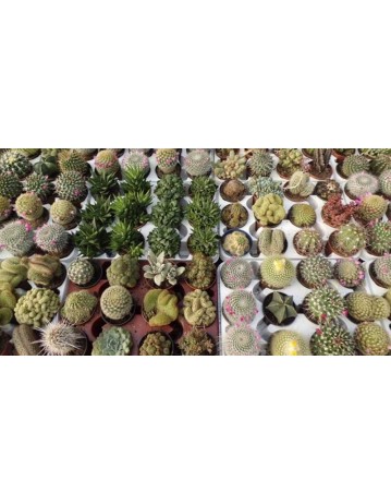 CACTUS Y SUCULENTAS