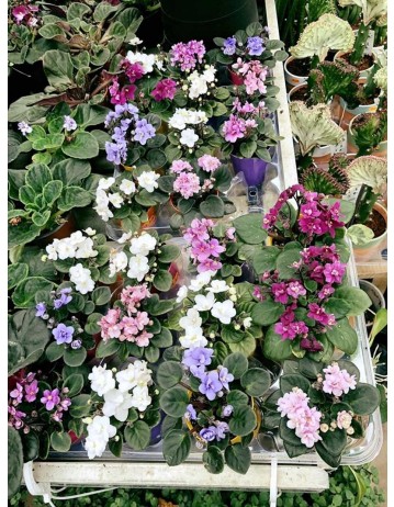 PLANTAS DE INTERIOR CON FLOR