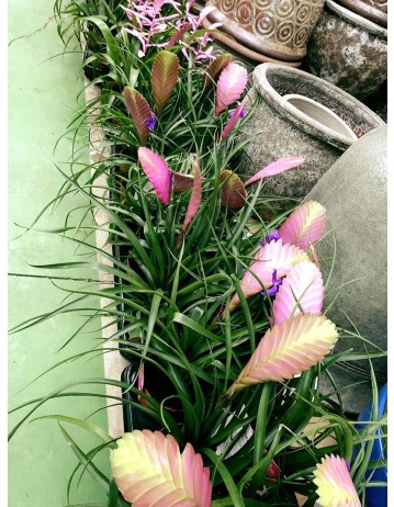 TILLANDSIAS
