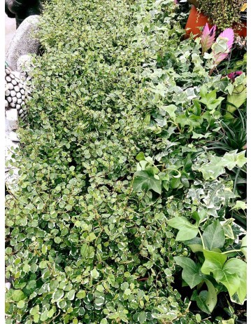 PLANTAS VERDES