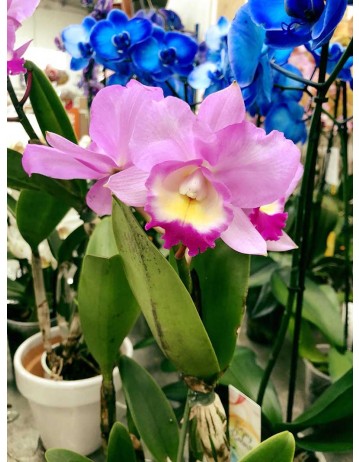 ORQUÍDEAS 