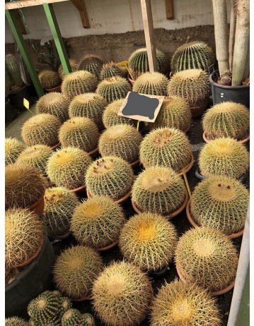 cactus grusonii