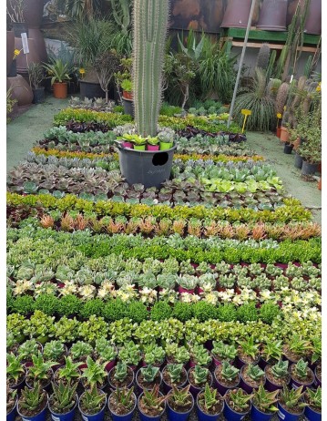 plantas suculentas o crasas 